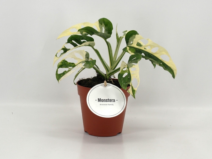 <h4>Monstera Adansonii Variegata</h4>