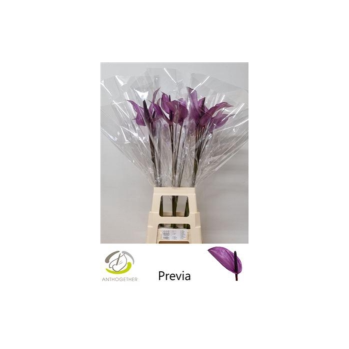 <h4>Anth A Previa</h4>