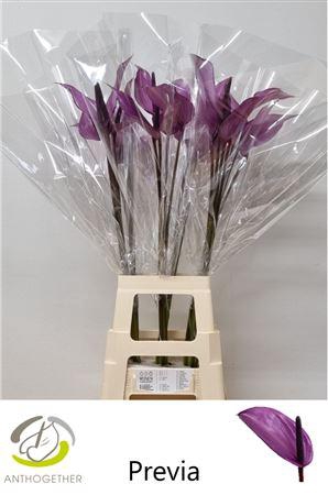 <h4>Anthurium Previa</h4>