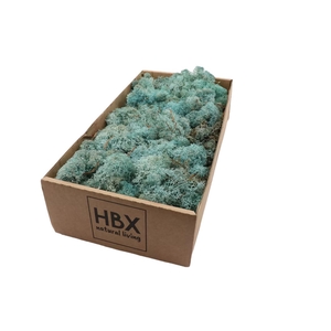 Moss Reindeer Moss 500gr Ice Blue