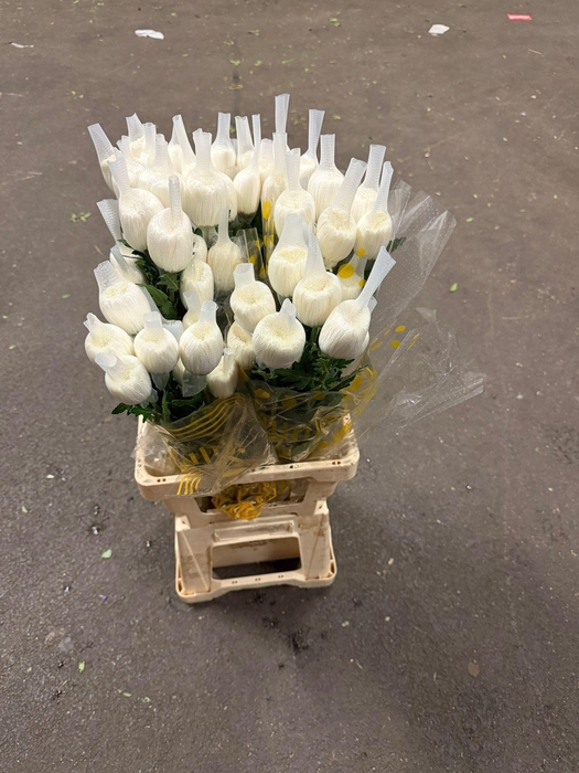 <h4>CHR G Maisy</h4>