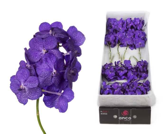 <h4>Vanda 24 tak Tayanee Blue</h4>