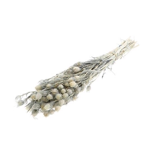 Bunch Yball Grass Pres.L50