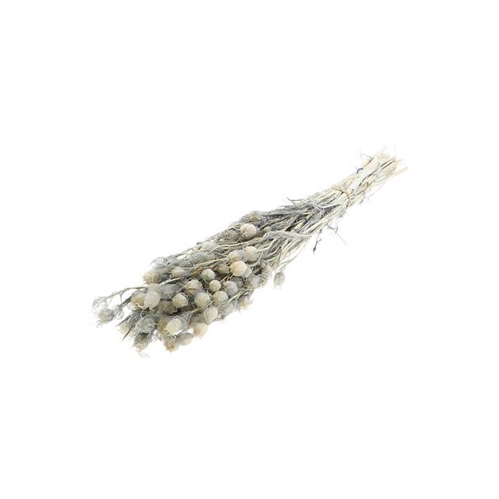 <h4>Bunch Yball Grass Pres.L50</h4>