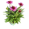Echinacea purpurea