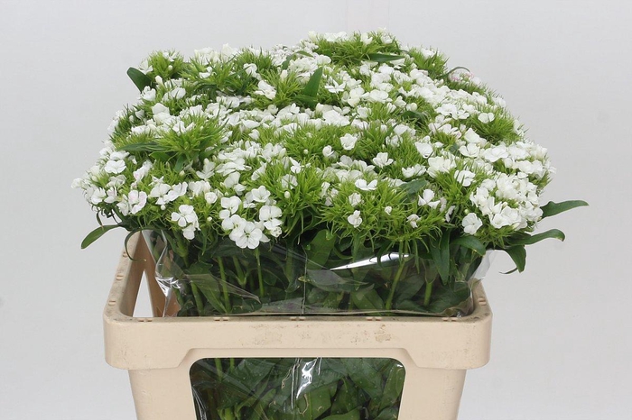 <h4>Dianthus Br Duke</h4>