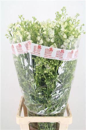 <h4>Delph En M Sil White 90cm</h4>