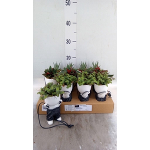 Arr.   Kamerplant Groen L%