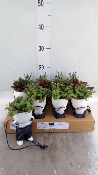 <h4>Arr.   Kamerplant Groen L%</h4>