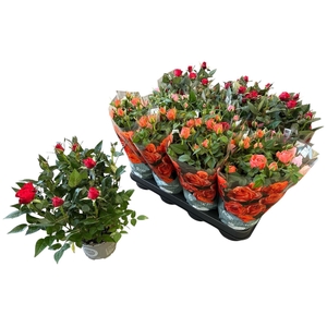 RO KORDANA GEM 3 SRT