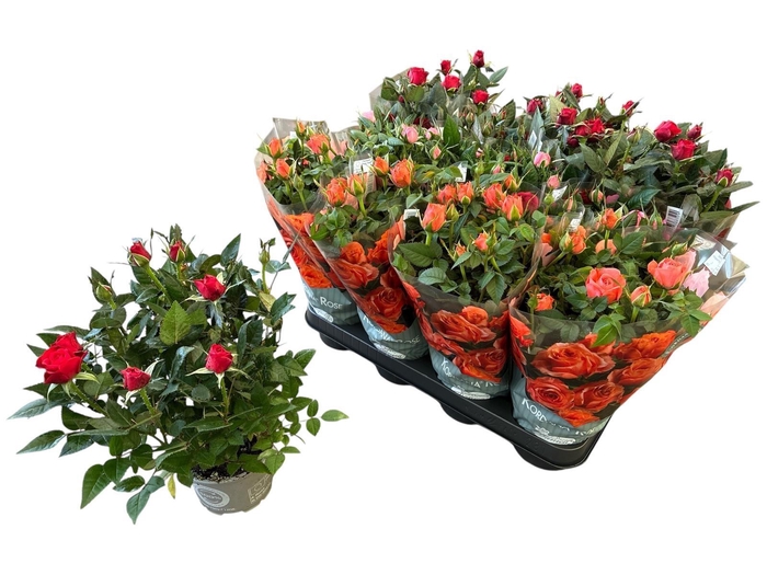 <h4>RO KORDANA GEM 3 SRT</h4>