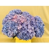 Hydrangea mag revolution