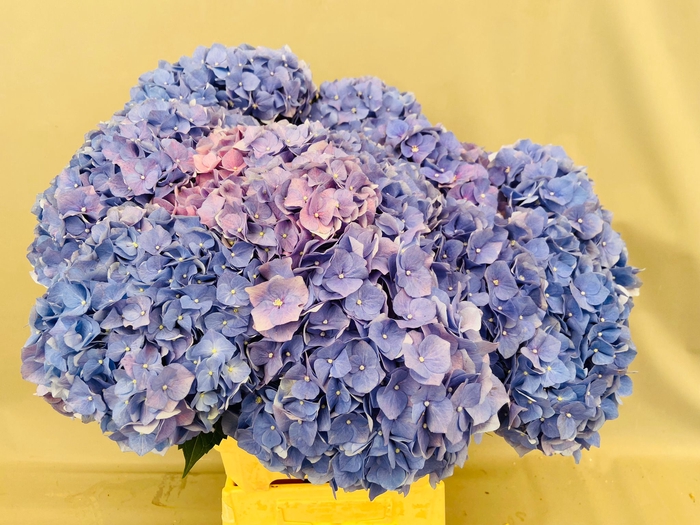 Hydrangea mag revolution