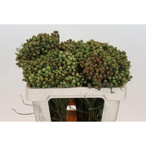 Kaaps Groen Abrotanum