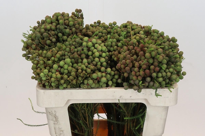 <h4>Kaaps Groen Abrotanum</h4>