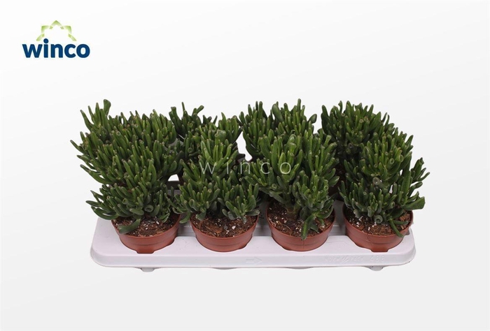 <h4>CRASS HOBBIT</h4>