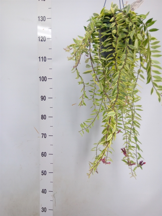 <h4>Aeschynanthus  'Bolero Bicolore'</h4>