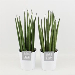 Sansevieria Cylindrica in Liv keramiek