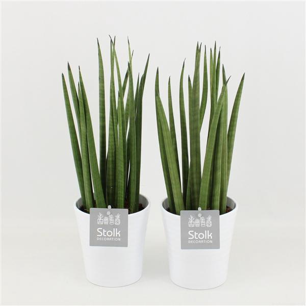 <h4>Sansevieria Cylindrica in Liv keramiek</h4>