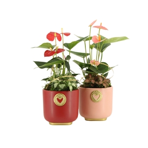 21791: Lovess arrangement