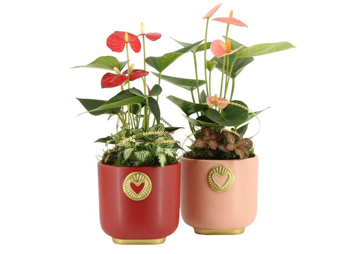 <h4>21791: Lovess arrangement</h4>