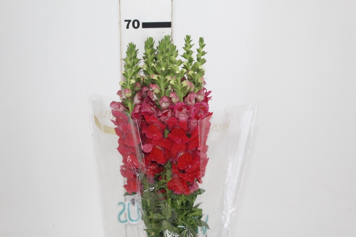 <h4>BOCA DE LEAO 070 CM VERMELHO</h4>