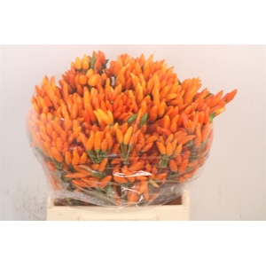 Capsicum Orange Fire