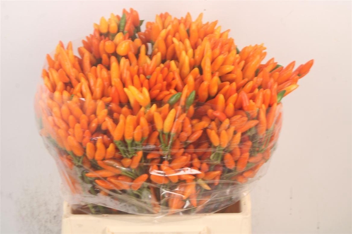 <h4>Capsicum Orange Fire</h4>