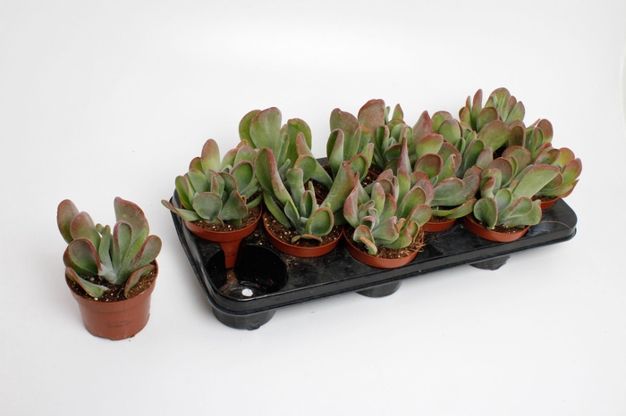 <h4>Kalanchoe Red Lips</h4>
