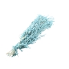 Amaranthus Caudatus Blue