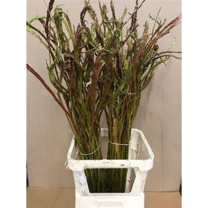 Salix Sekka Bandwilg