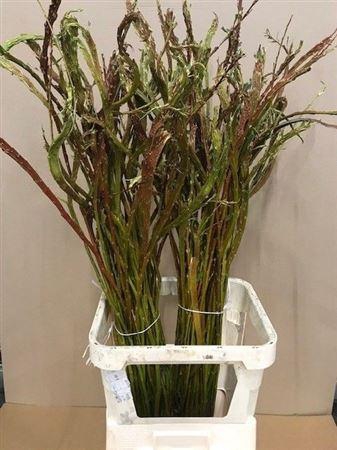 <h4>Salix Sekka Bandwilg</h4>