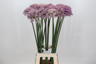 Allium Pink Jewel