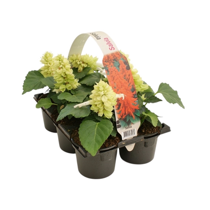 <h4>Salvia splendens wit 6p</h4>