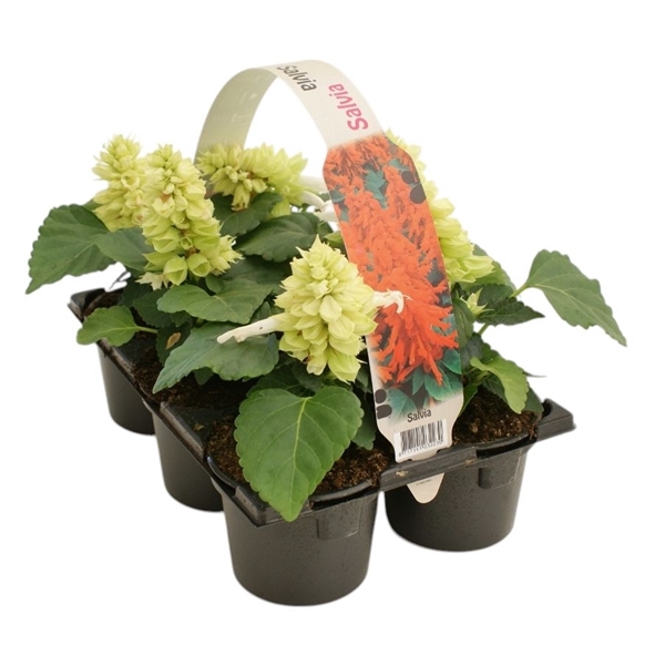 <h4>Salvia splendens wit 6p</h4>