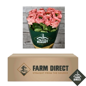 R GR MANDARIN XPRESSION BOX x50