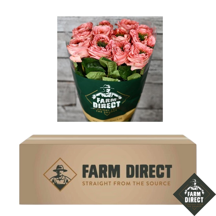 <h4>R GR MANDARIN XPRESSION BOX x50</h4>