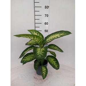 DIEFF SE TROPIC SNOW