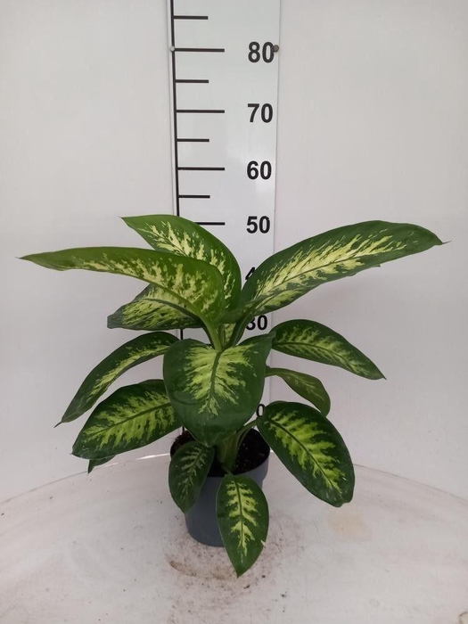 <h4>DIEFF SE TROPIC SNOW</h4>