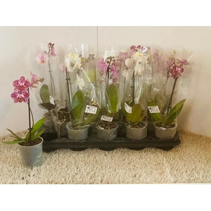 PHAL OV