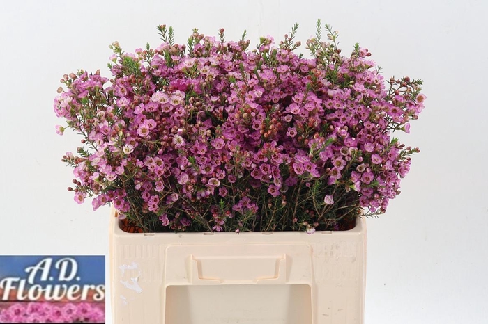 <h4>Cham Un adi</h4>