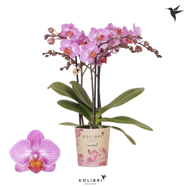 <h4>Kolibri Orchids Phalaenopsis Karlsruhe 3 spike</h4>