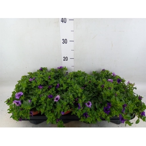 Calibrachoa  'Minifam Dk Blue'