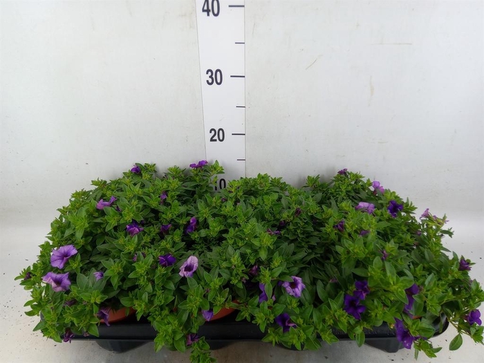 <h4>Calibrachoa  'Minifam Dk Blue'</h4>