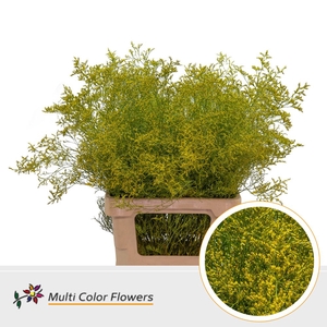 Limonium Beltlaard Geel