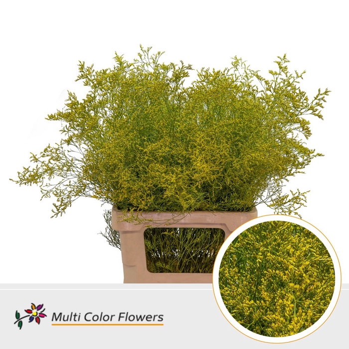 <h4>Limonium Beltlaard Geel</h4>