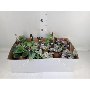 Planten Groen   ...mix  3