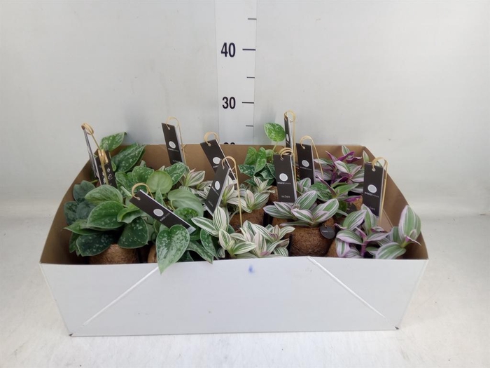 <h4>Planten Groen   ...mix  3</h4>