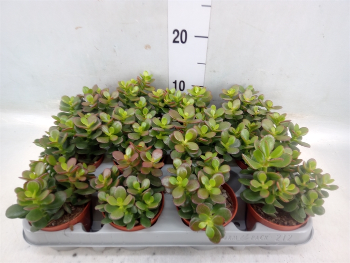 <h4>Crassula ovata 'Minor'</h4>