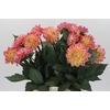 Dahlia Princess Elisabeth
